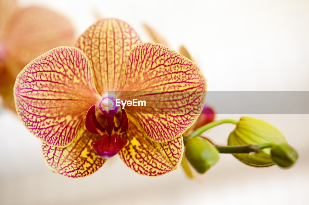 CLOSE-UP OF FLOWERS BLOOMING ON PLANT