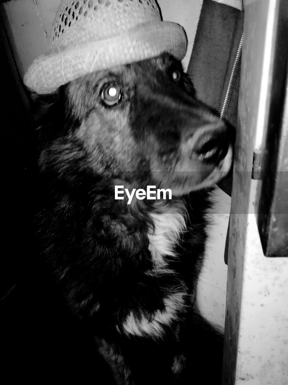 CLOSE-UP PORTRAIT OF DOG IN PEN