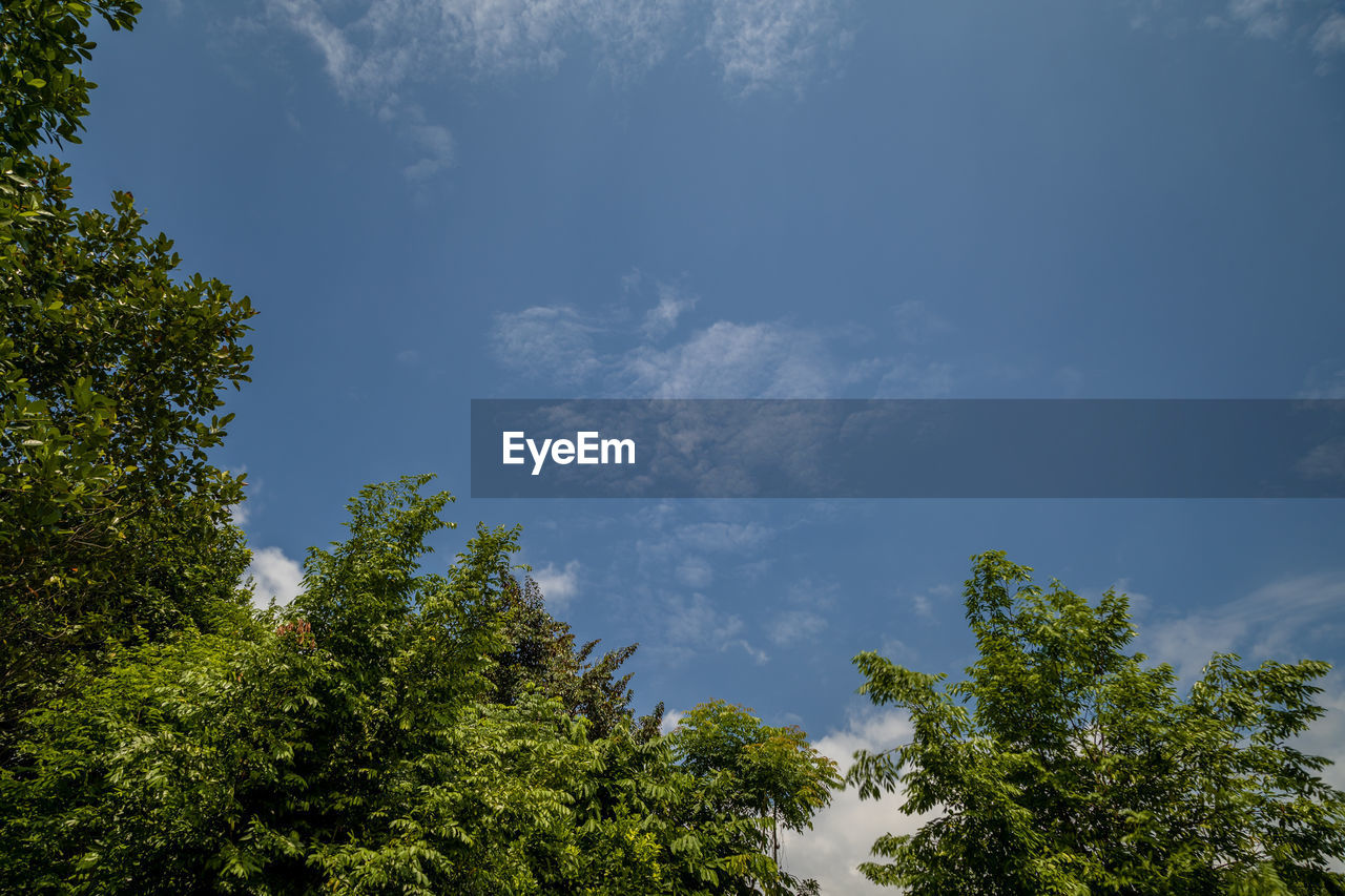 LOW ANGLE VIEW OF TREES AGAINST CLOUDY SKY