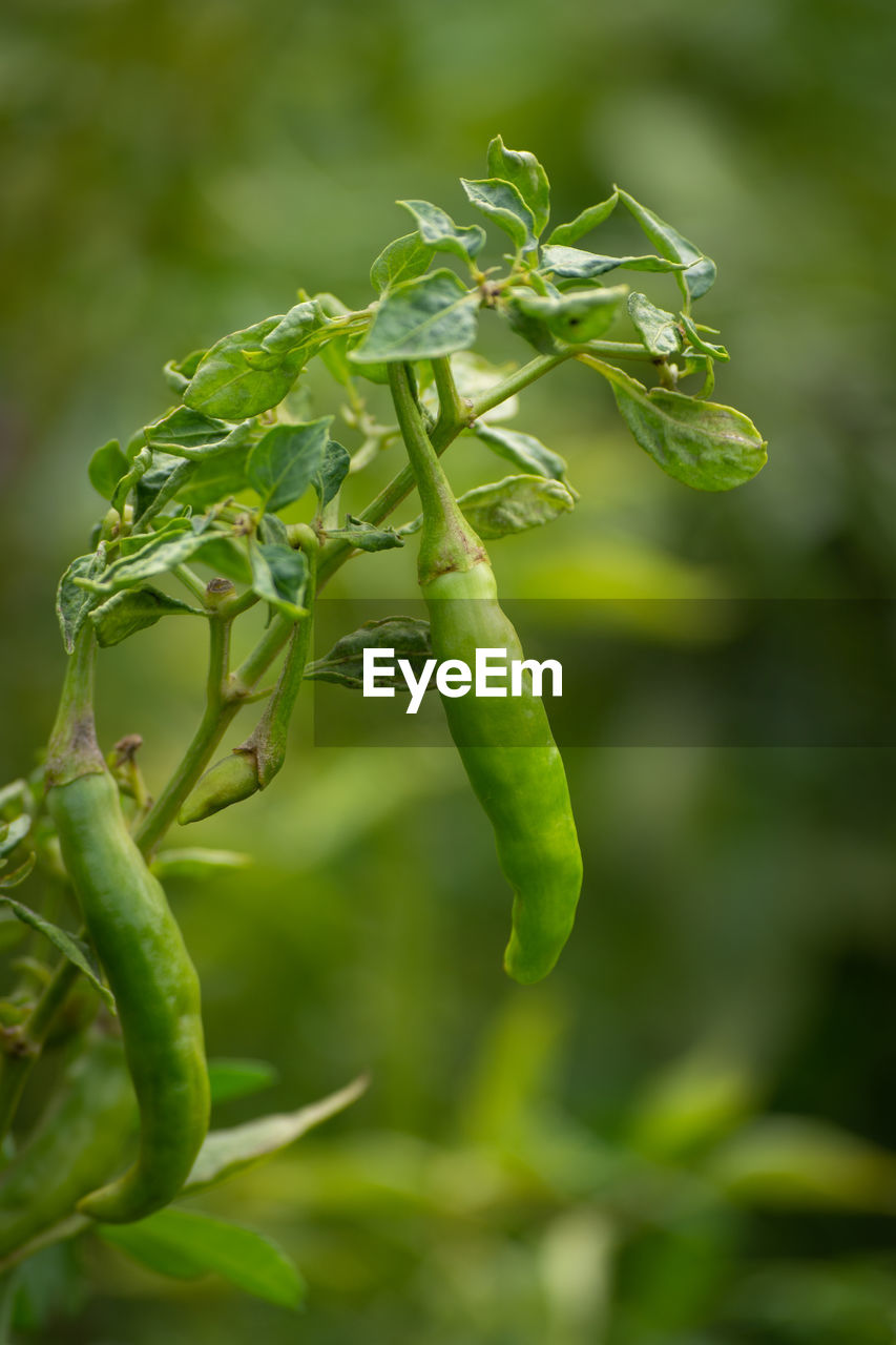 CLOSE-UP OF CHILI PEPPER PLANT