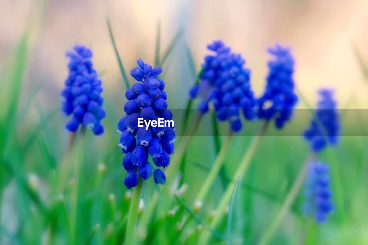 Close-up of purple flowering plants