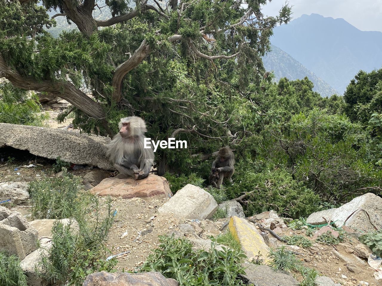 MONKEY SITTING ON ROCK AGAINST TREE MOUNTAINS