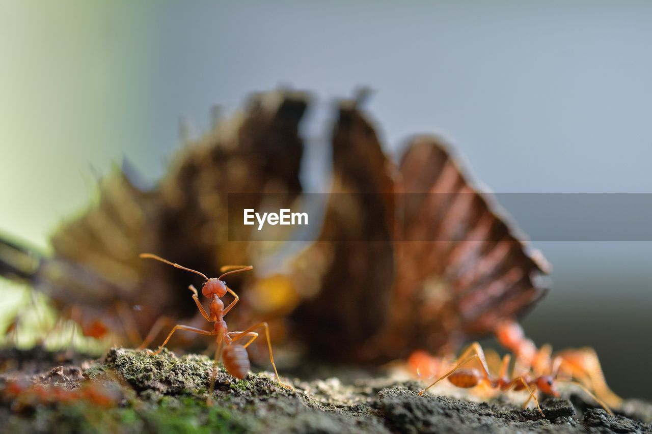 Close-up of ants on field