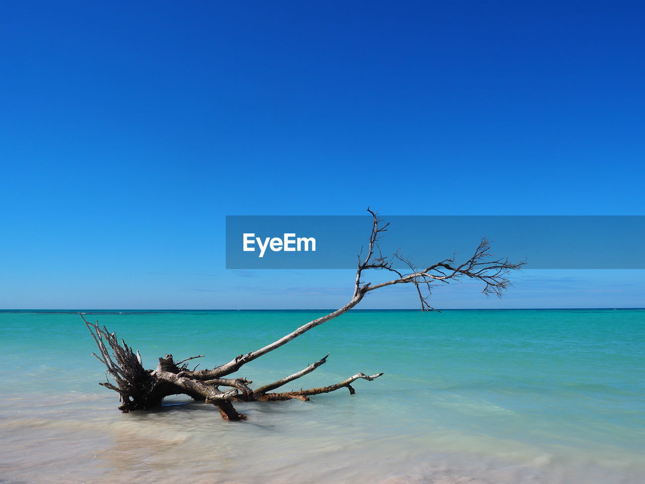 View of driftwood on beach against clear blue sky