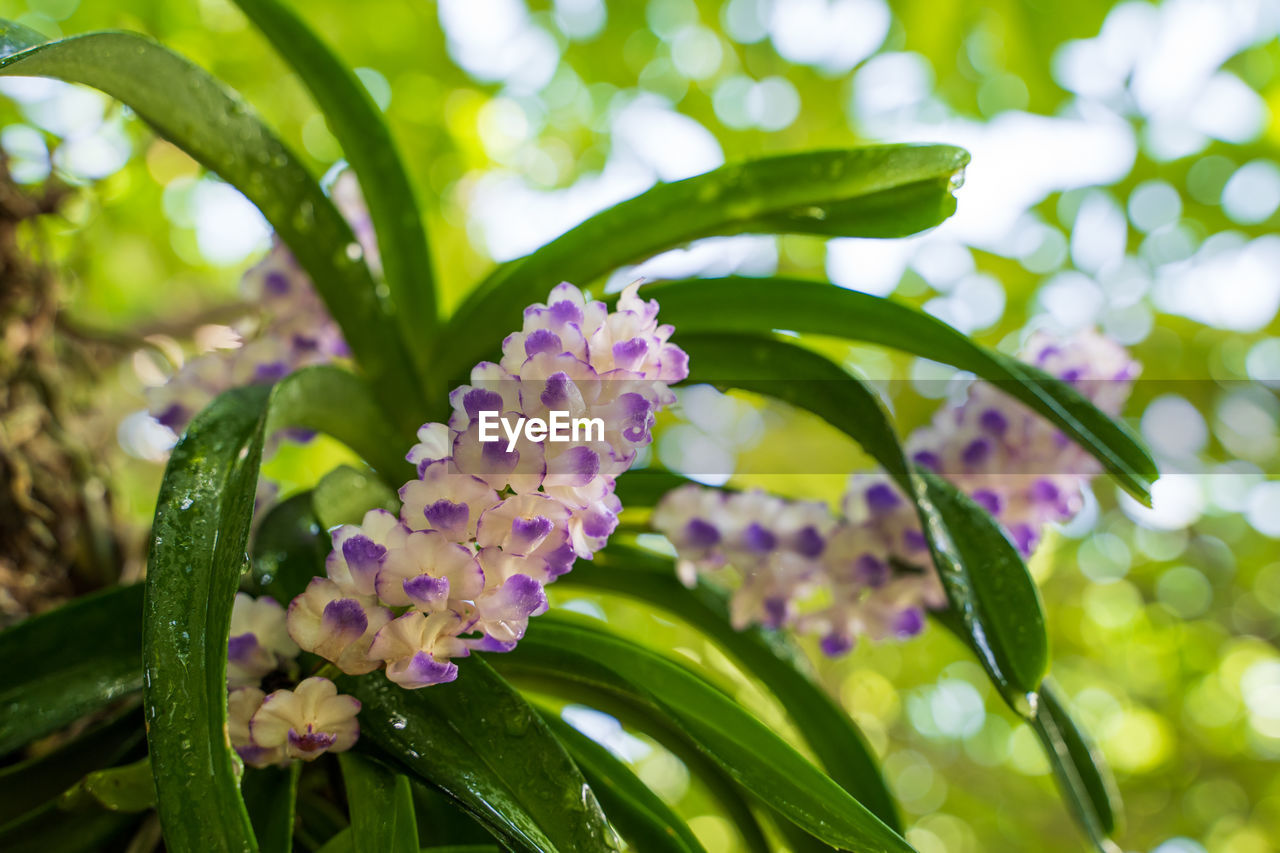 CLOSE-UP OF FLOWERING PLANT