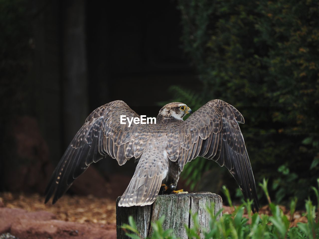 Bird flying over a wooden post