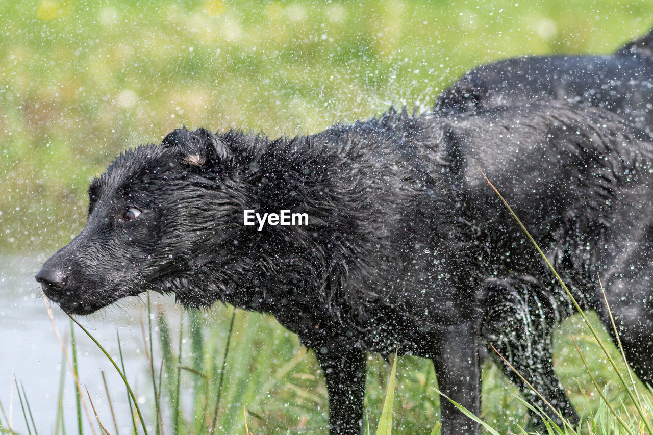 Close up of a pedigree black labrador shaking off water