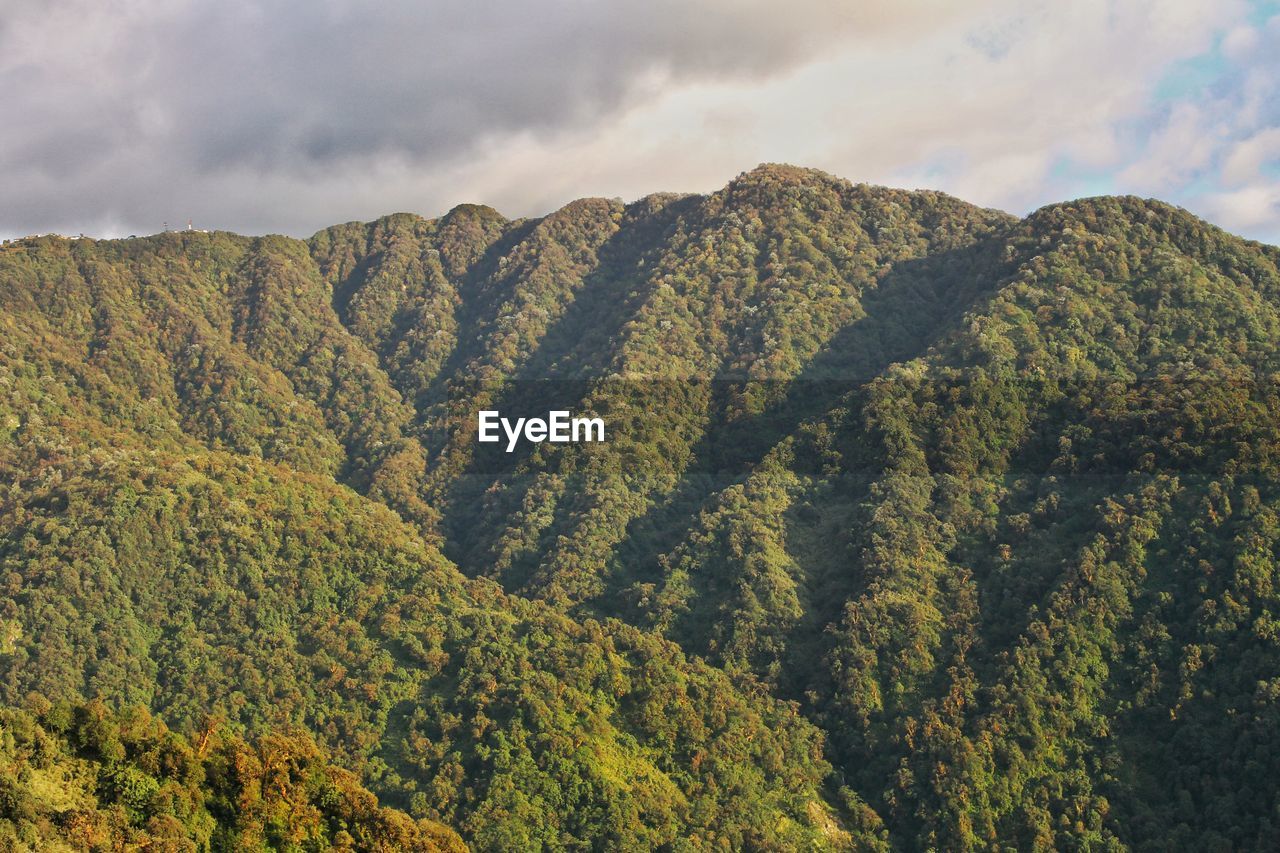 HIGH ANGLE VIEW OF TREES ON MOUNTAIN