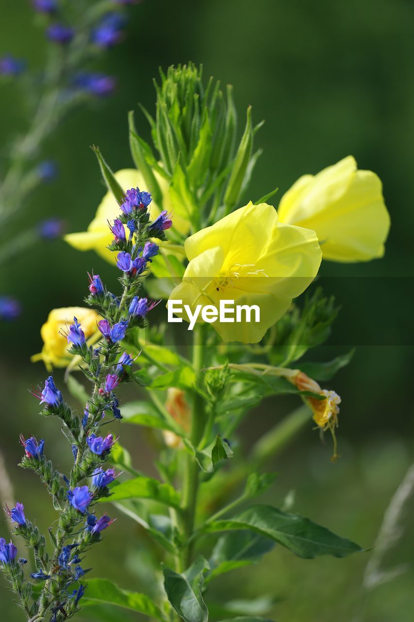 CLOSE-UP OF YELLOW FLOWER BLOOMING