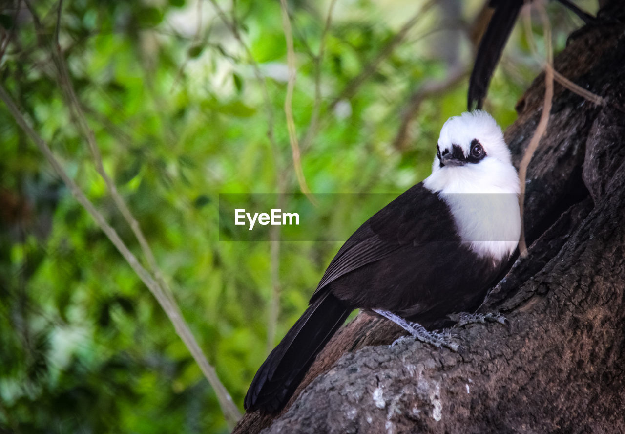 BIRD PERCHING ON TREE TRUNK