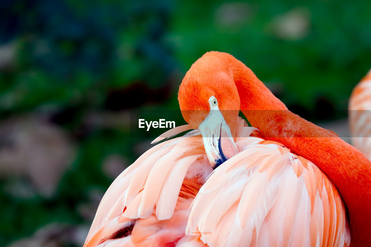 Close-up of flamingo