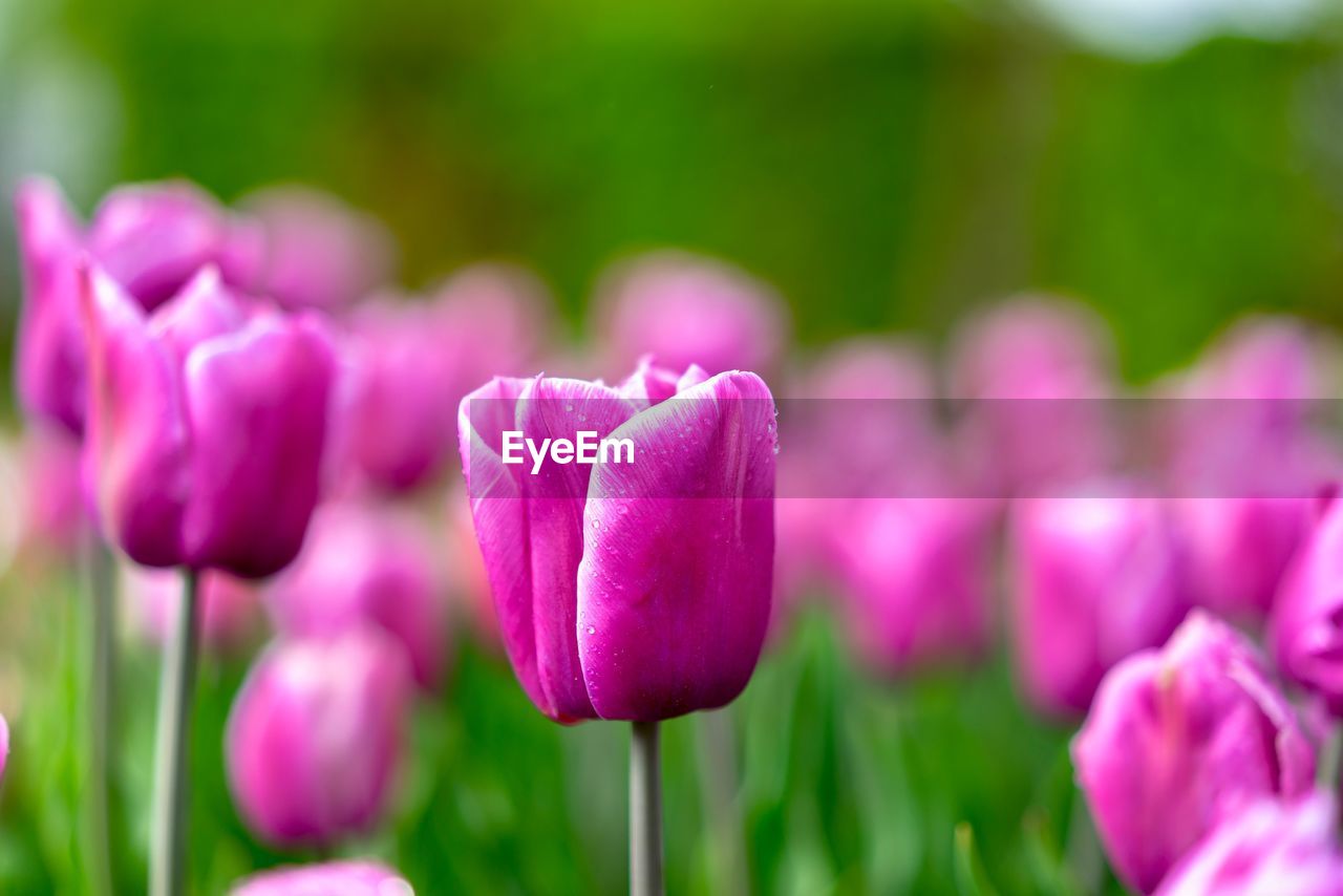 CLOSE-UP OF PINK CROCUS FLOWERS IN FIELD