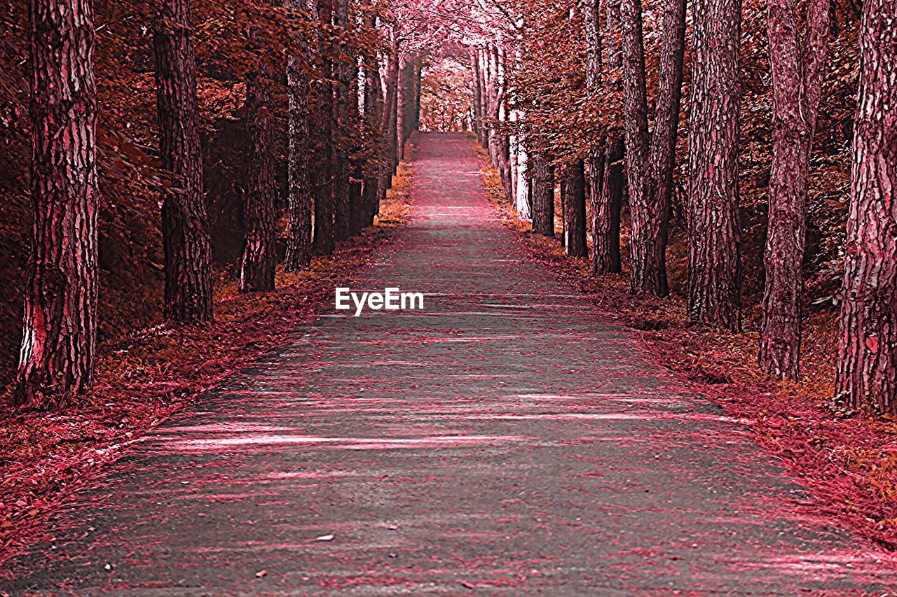 VIEW OF NARROW ROAD ALONG TREES