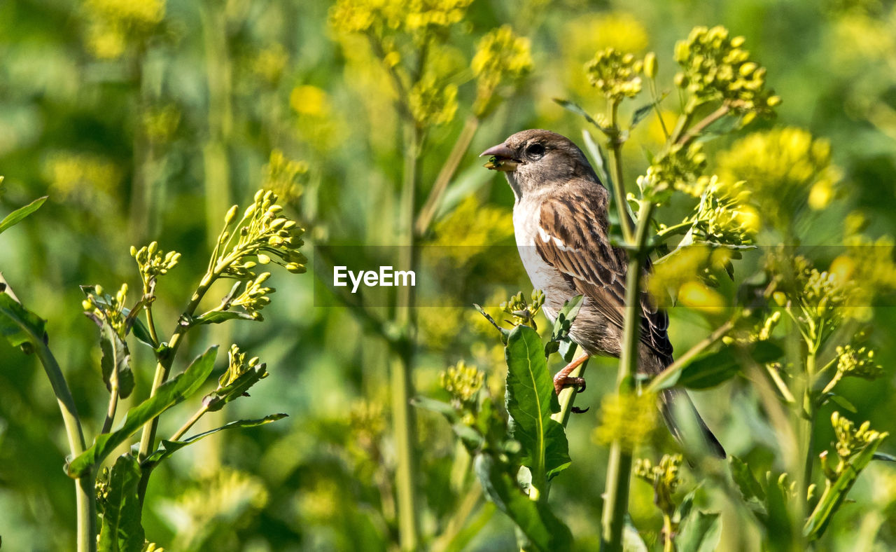 View of bird on plant