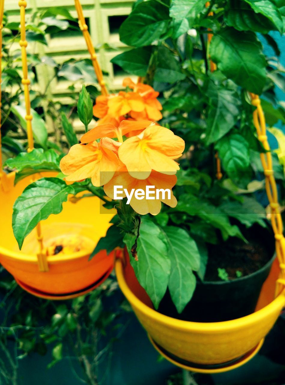 CLOSE-UP OF POTTED FLOWER