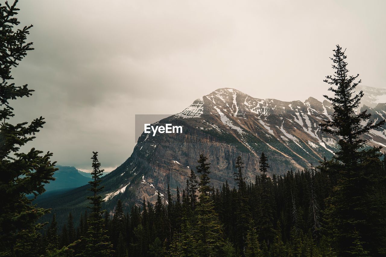 Pine trees on snowcapped mountains against sky