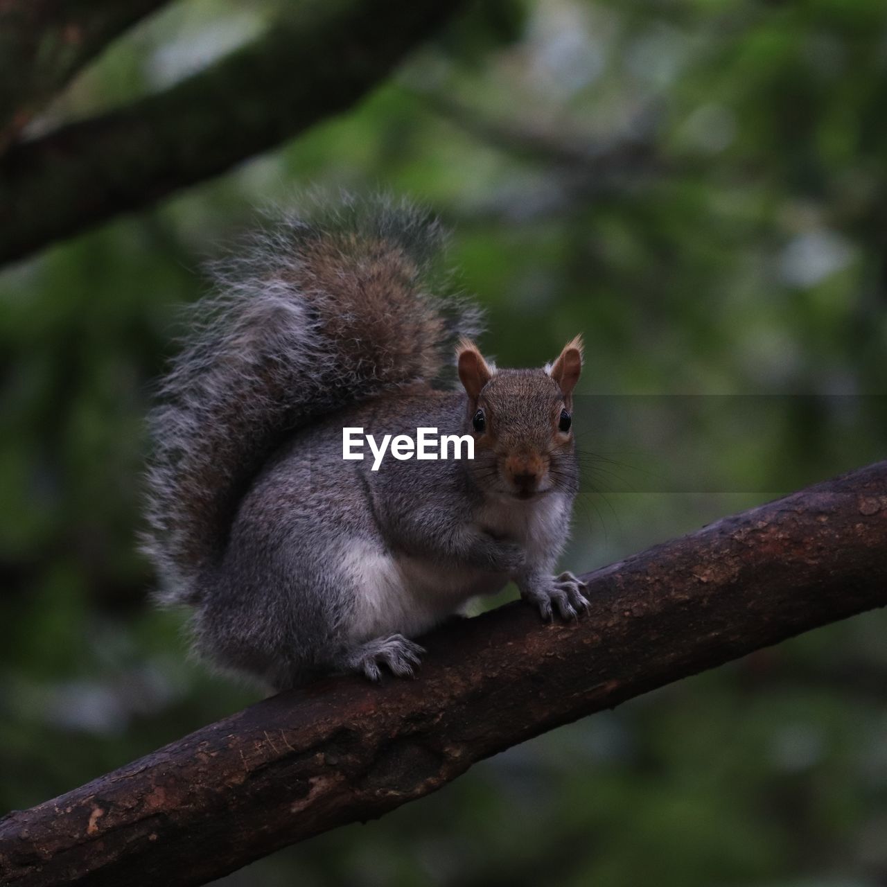 SQUIRREL ON BRANCH