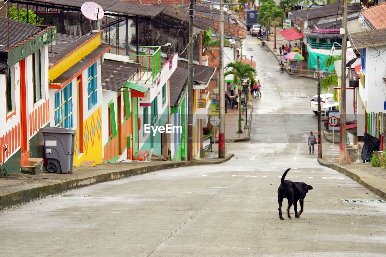 VIEW OF A DOG ON STREET