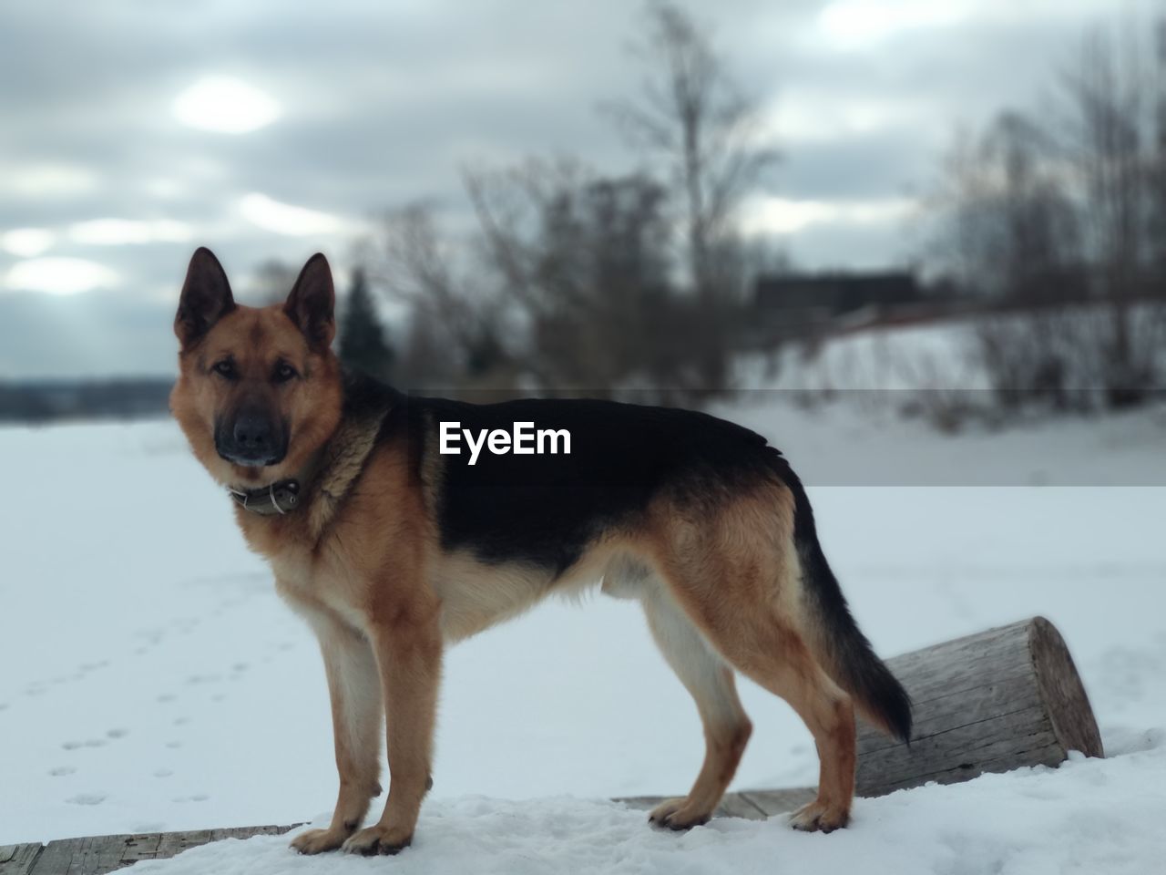 DOG STANDING IN SNOW