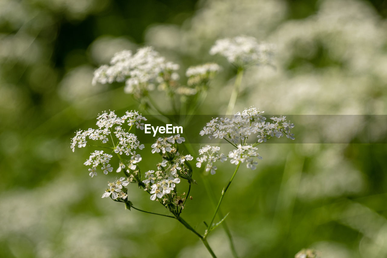 Close-up of white flowering plant