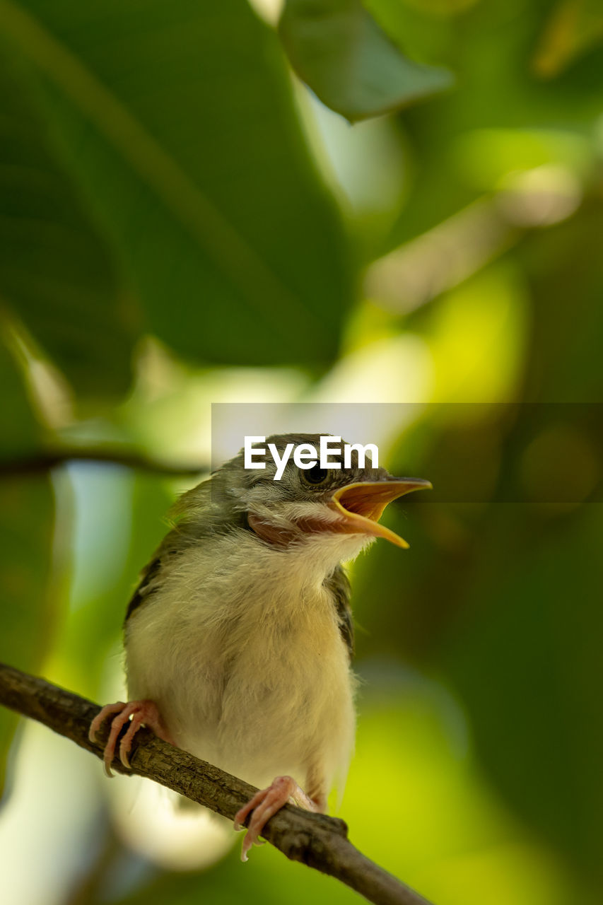 CLOSE-UP OF BIRD PERCHING ON A BRANCH