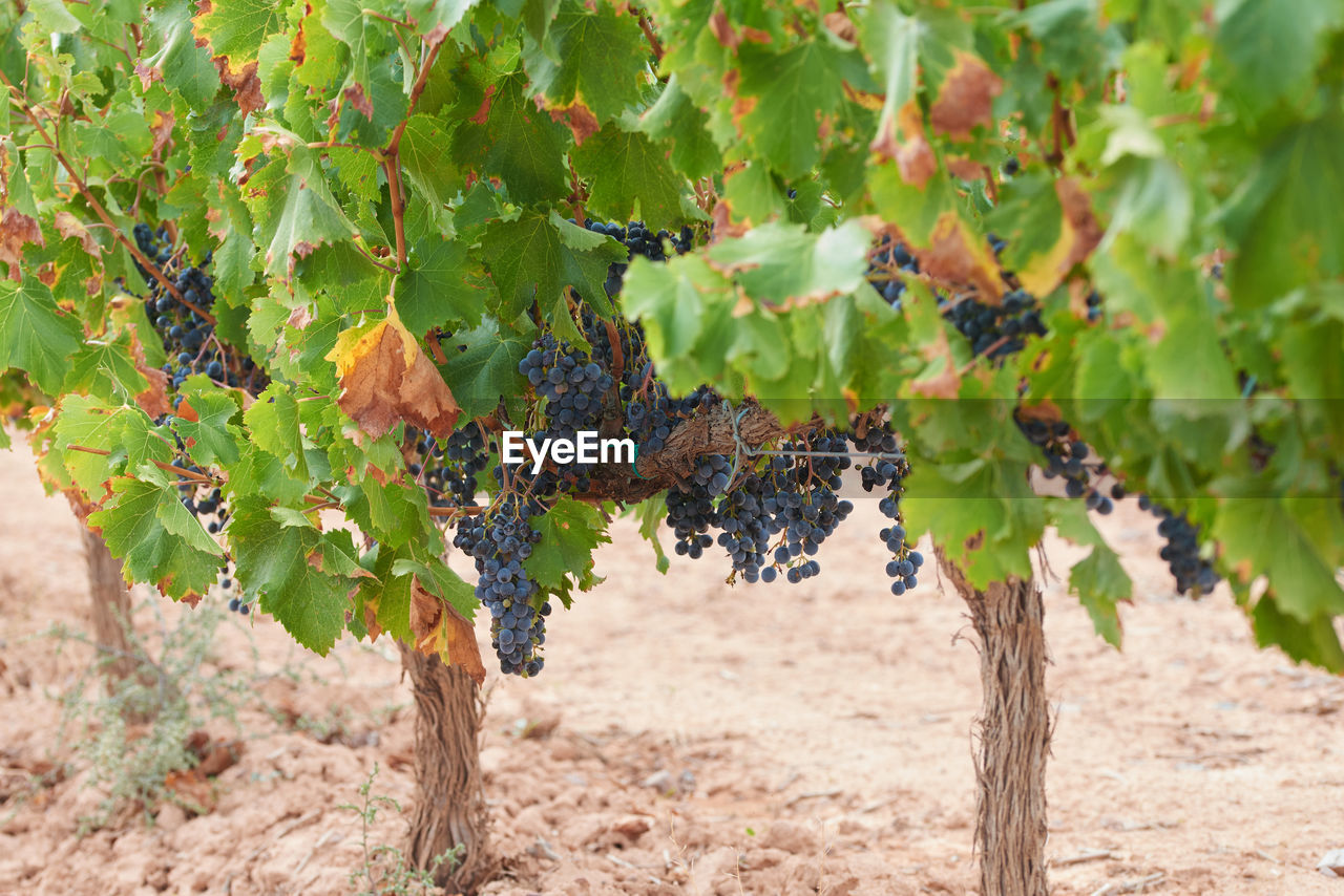 A vine with abundant clusters of ripe grapes ready for harvesting.