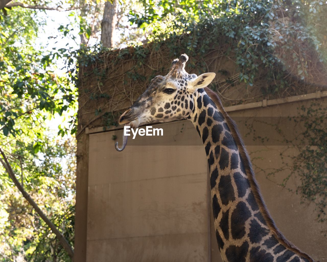 VIEW OF A GIRAFFE