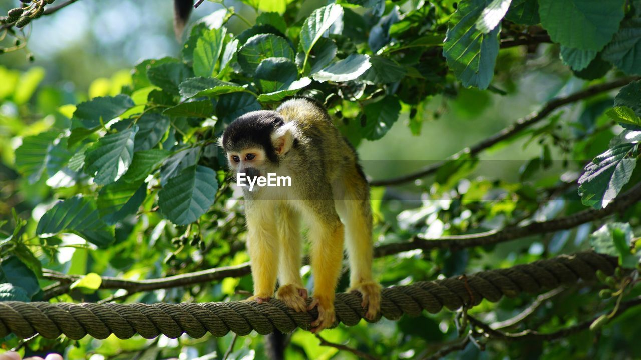 MONKEY ON TREE