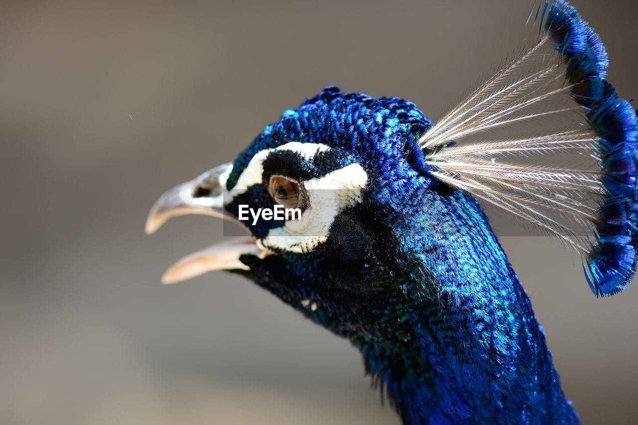 Close-up of peacock