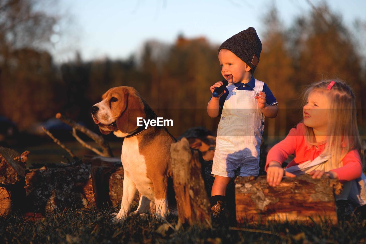 Siblings playing with wood by dog on field against trees in forest during sunset