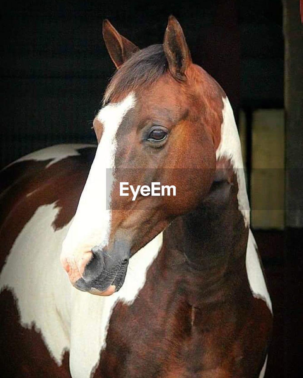 CLOSE-UP OF HORSE IN PEN