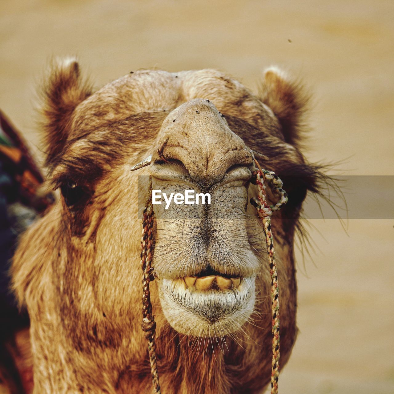 Close-up of camel at desert