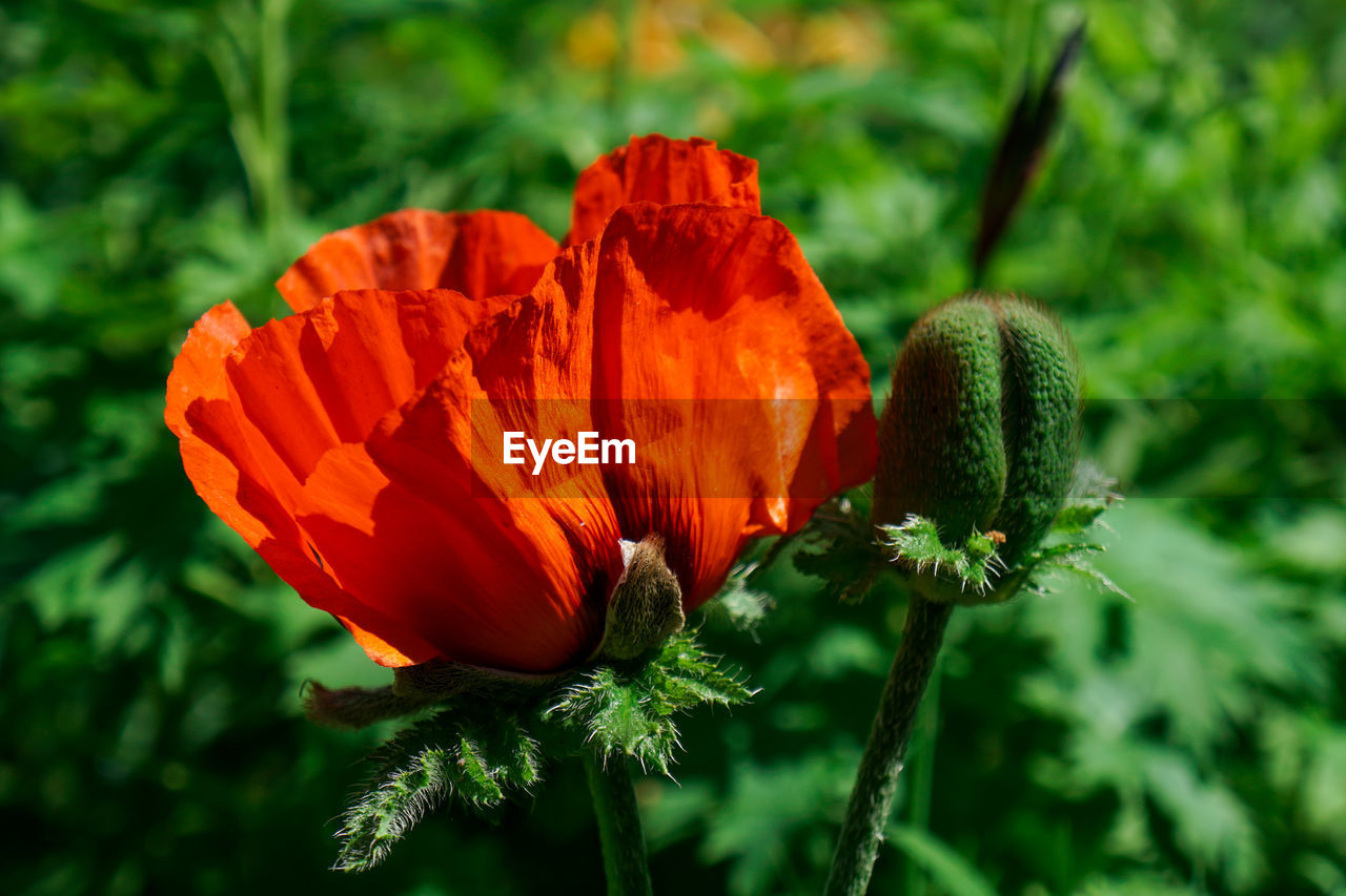 Close-up of red poppy flower