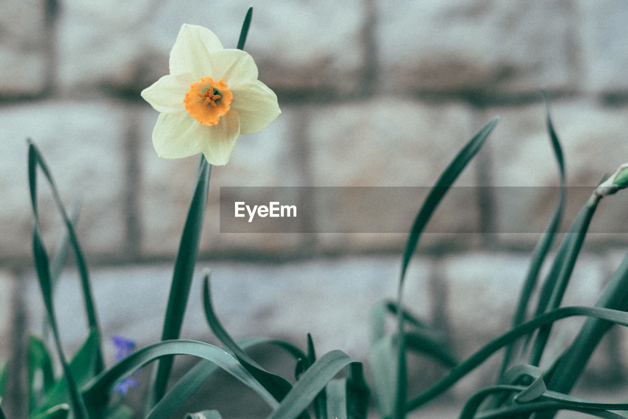 CLOSE-UP OF WHITE CROCUS