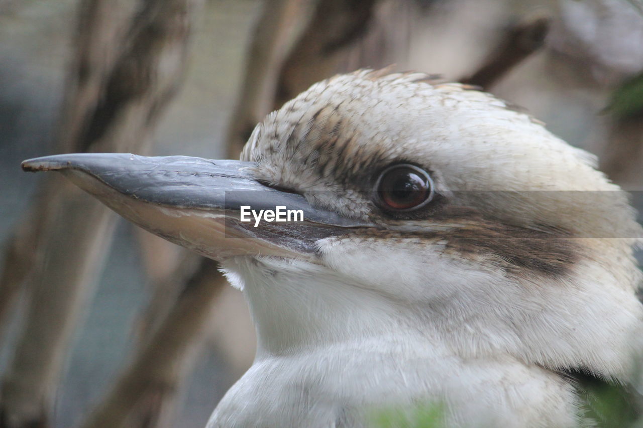 Close-up of a kookaburra
