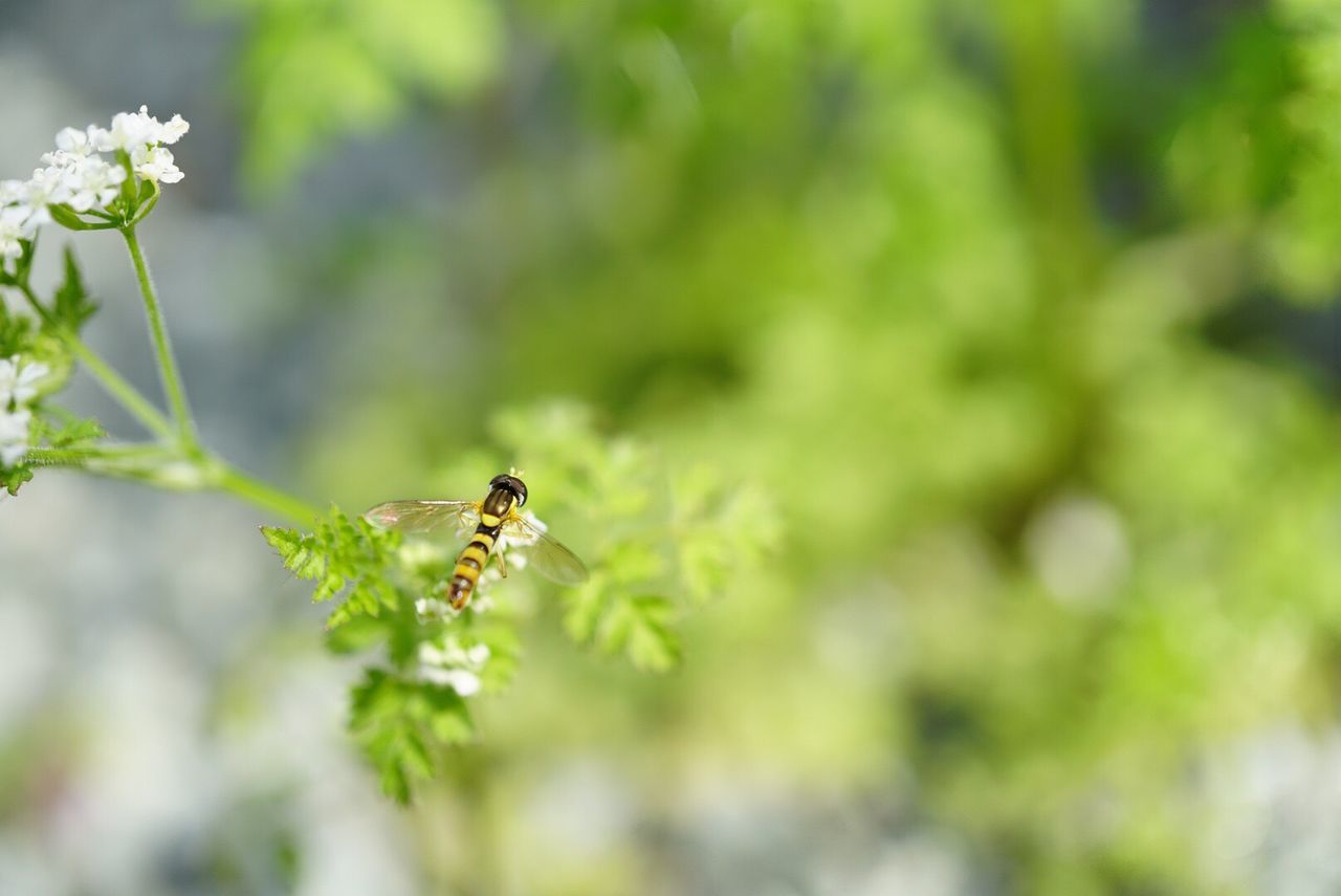 Close-up of bee on plant