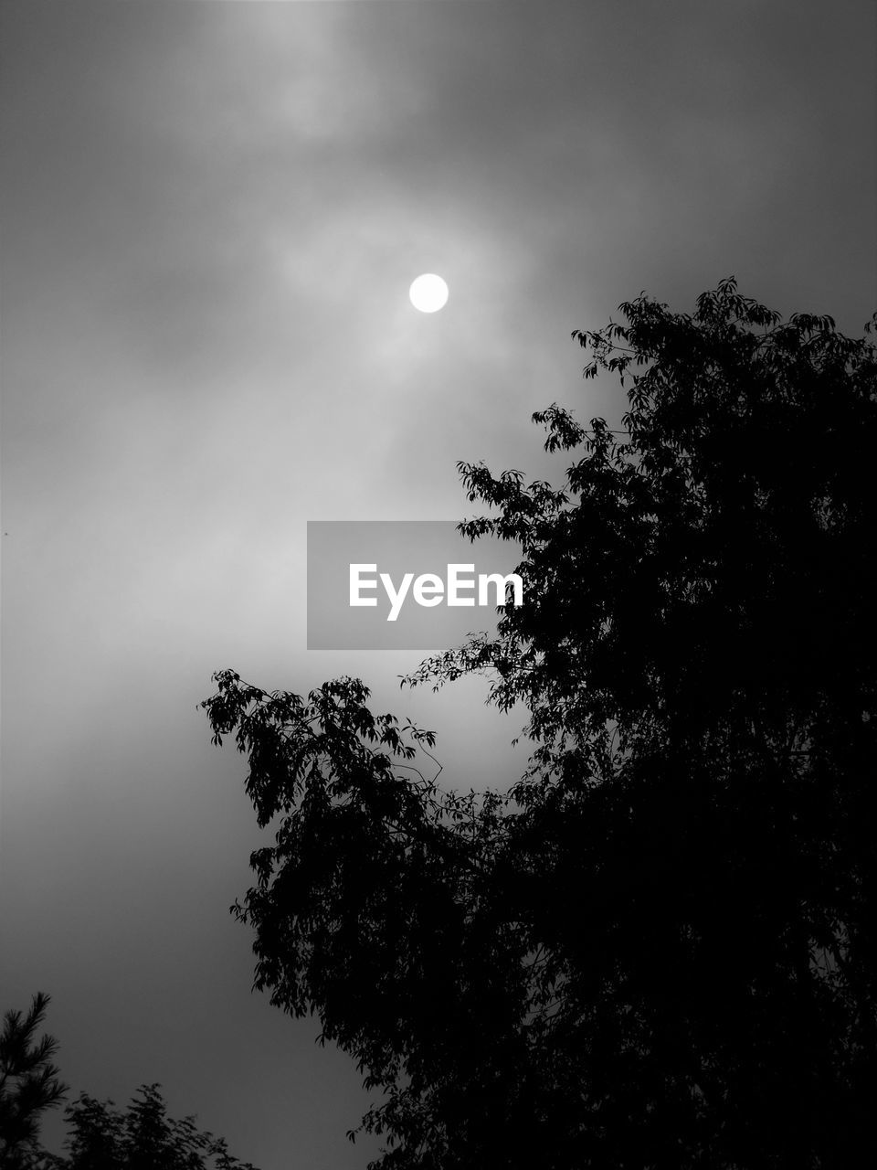 LOW ANGLE VIEW OF TREES AT NIGHT