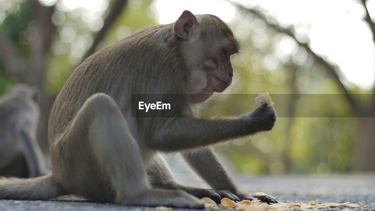 MONKEY SITTING ON TREE