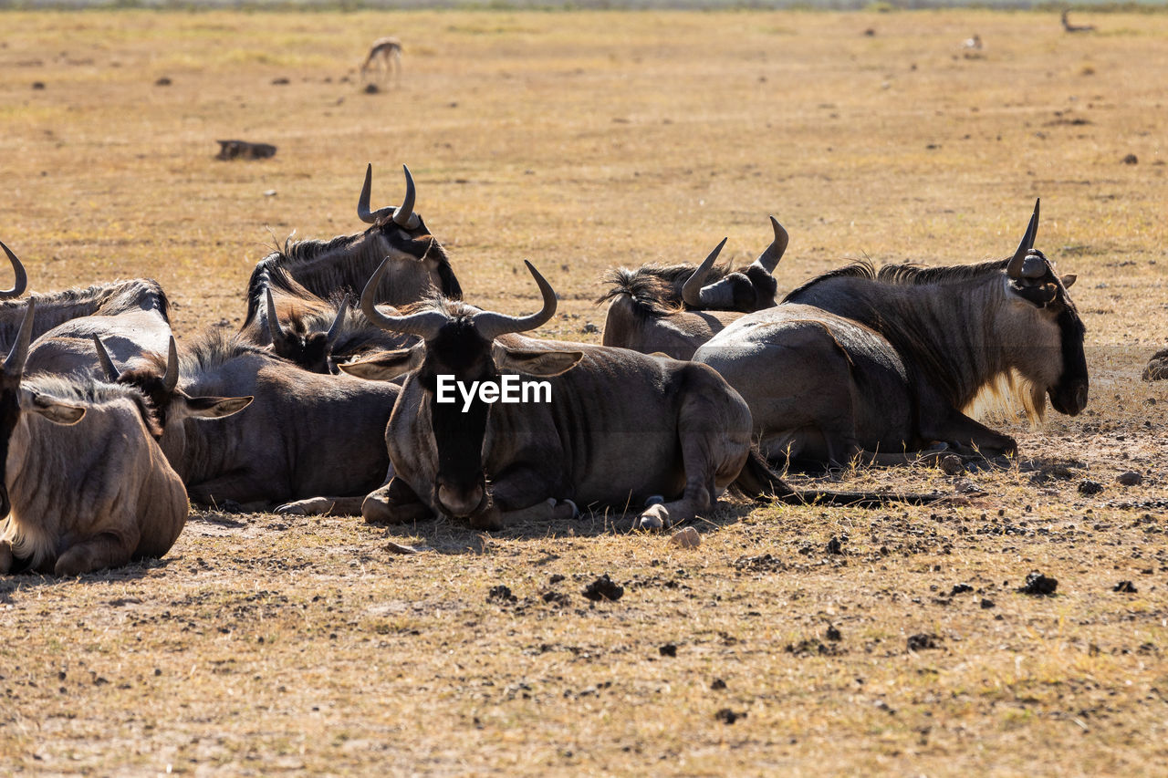 rhinoceros in a field
