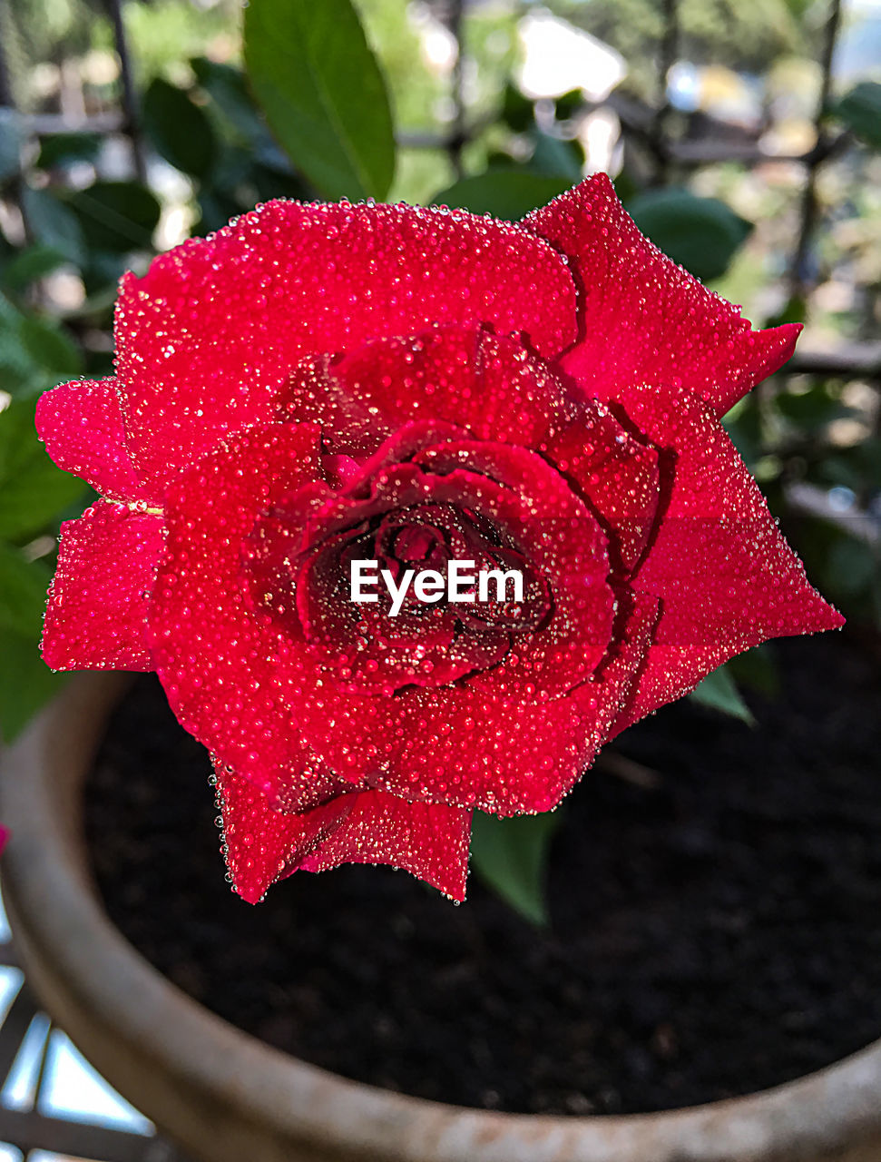 Close-up of rose in flower pot