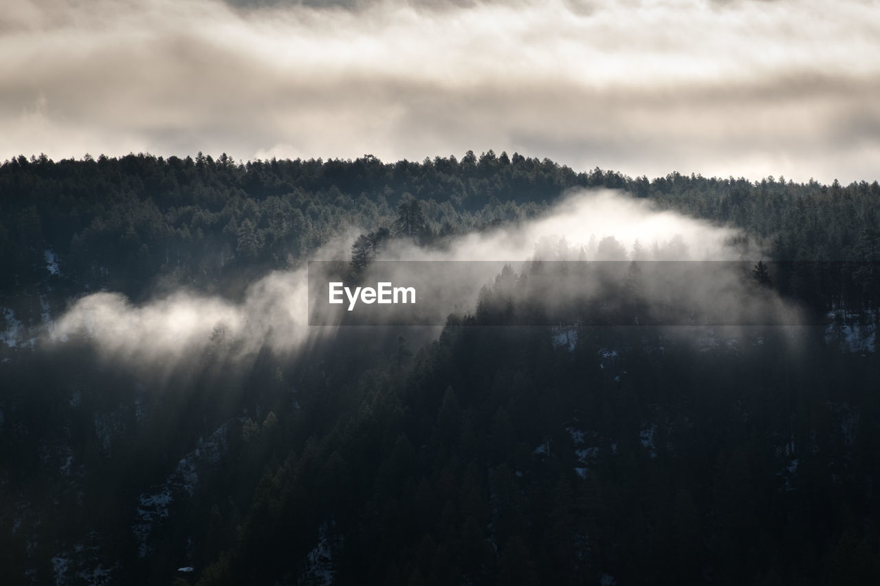 Trees in forest against cloudy sky