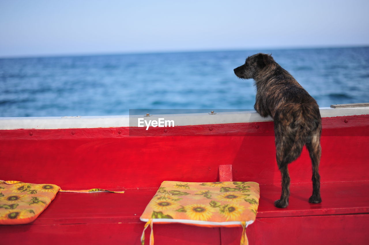 Dog on ship sailing in sea