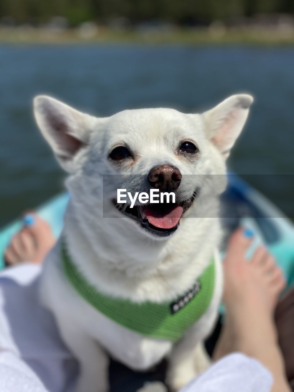 CLOSE-UP PORTRAIT OF DOG STICKING OUT TONGUE AT CAMERA