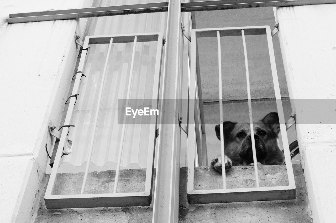 Low angle view of dog peeking through window