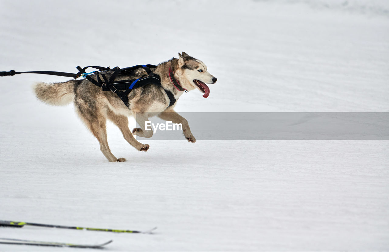 Skijoring dog racing. winter dog sports competition. siberian husky dog pulls skier. active skiing