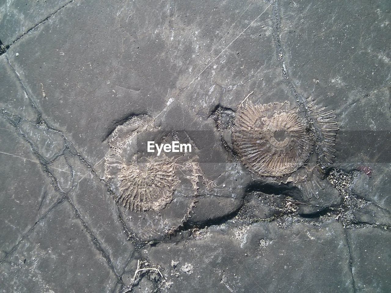 High angle view of animal shell fossils on rock