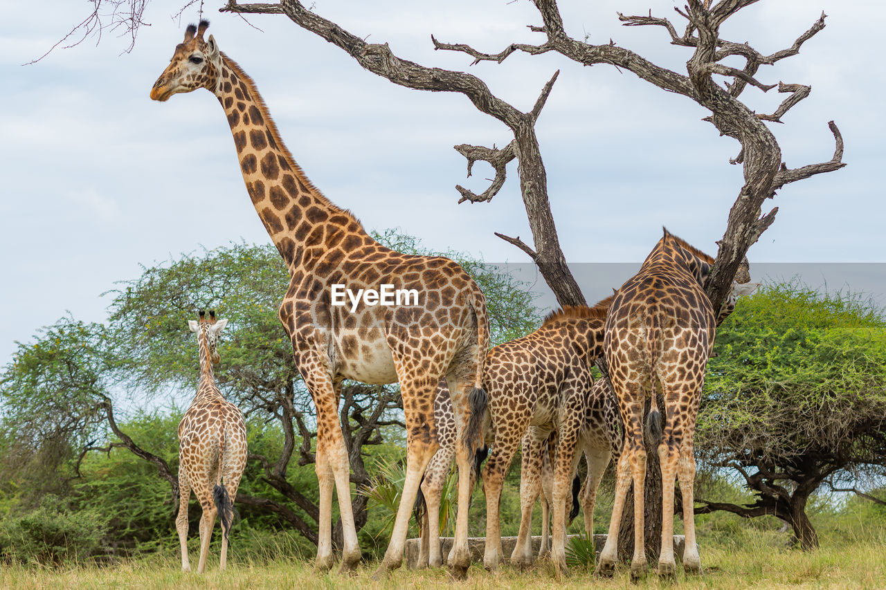 A family of giraffes