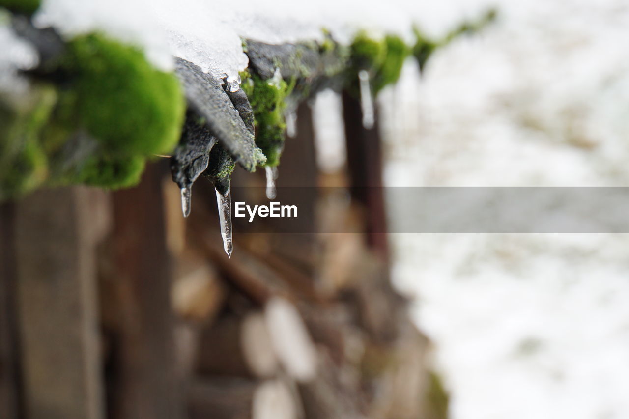 Close-up of frozen plant