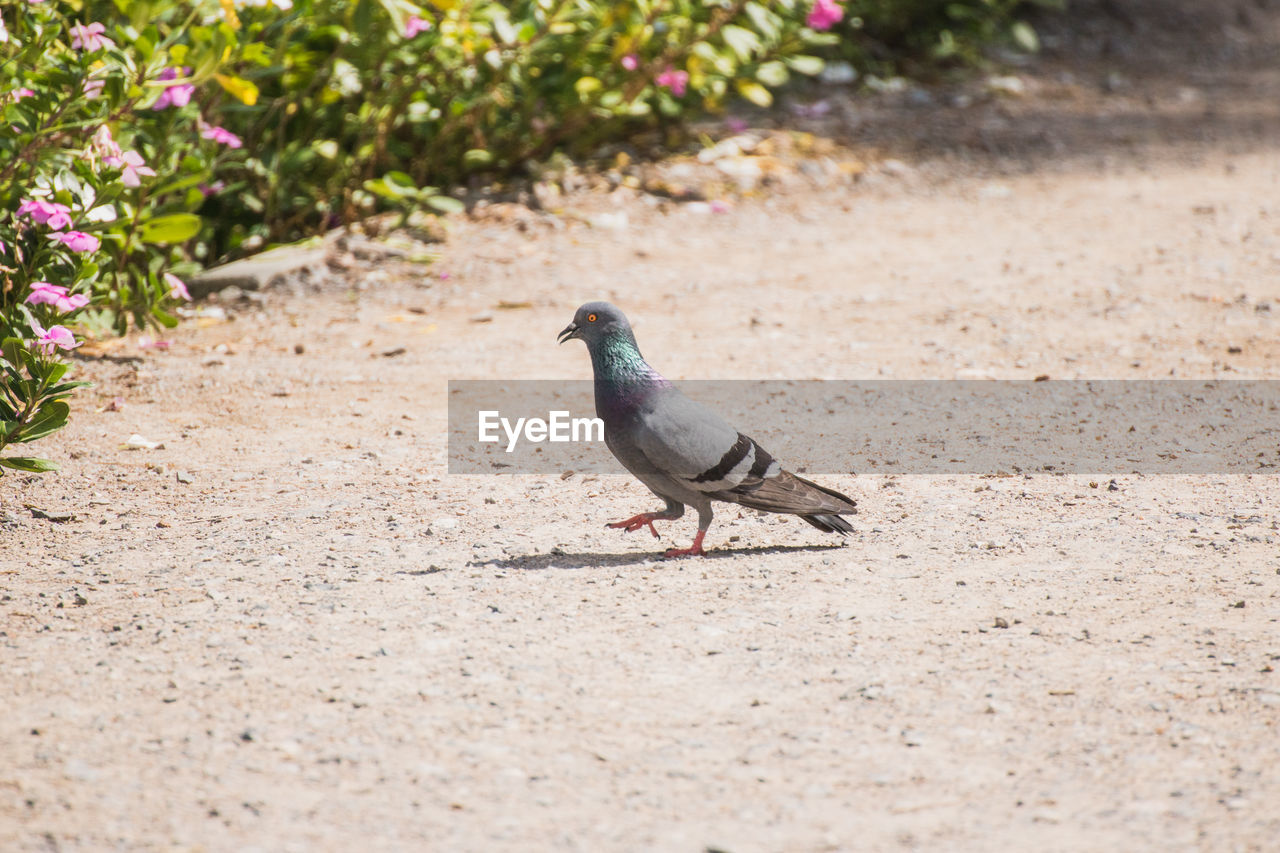 CLOSE-UP OF BIRD PERCHING ON THE FIELD