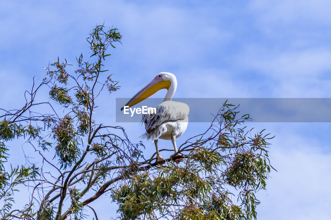 BIRD PERCHING ON A TREE